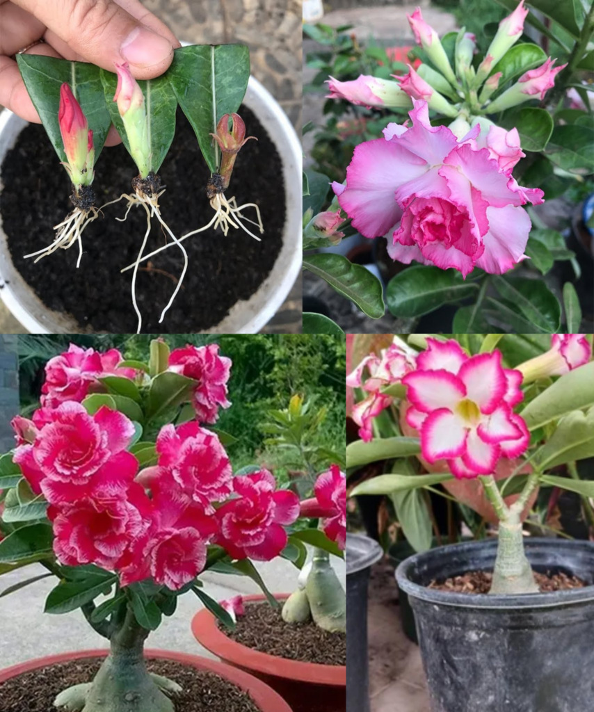 Cómo cultivar Rosa del desierto y sus cuidados