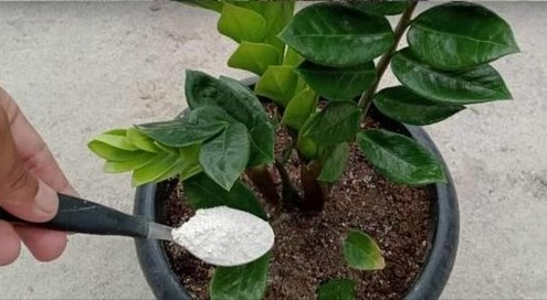 Abono natural para que las plantas de interior florezcan continuamente