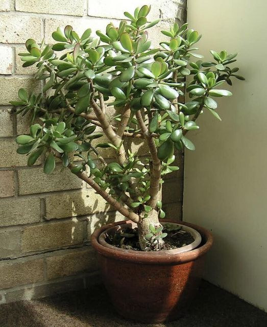 Esta planta en tu hogar funciona como un imán para la riqueza y llama a la energía positiva