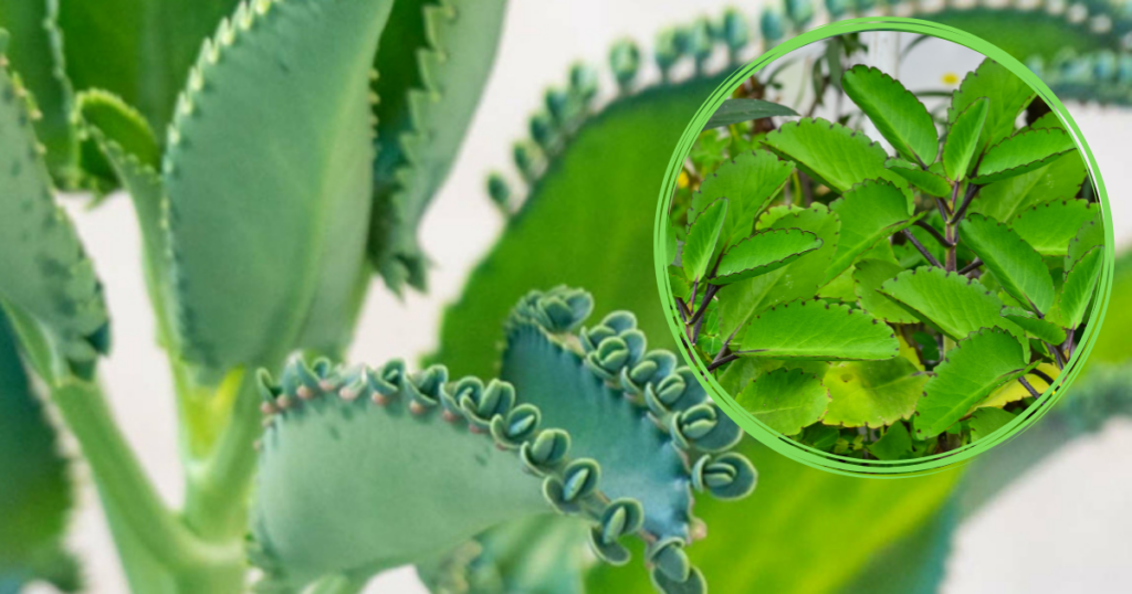 Por algo llaman a esta planta el milagro de la naturaleza