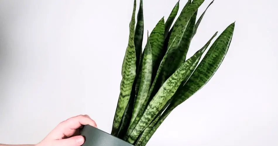 Sansevieria: truques para fazê-la crescer mais rápido