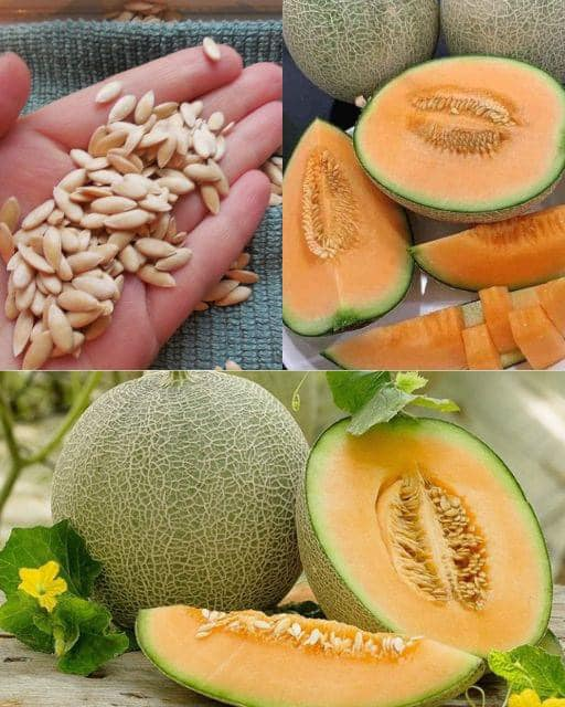 beneficios de consumir las semillas de melon para tu salud