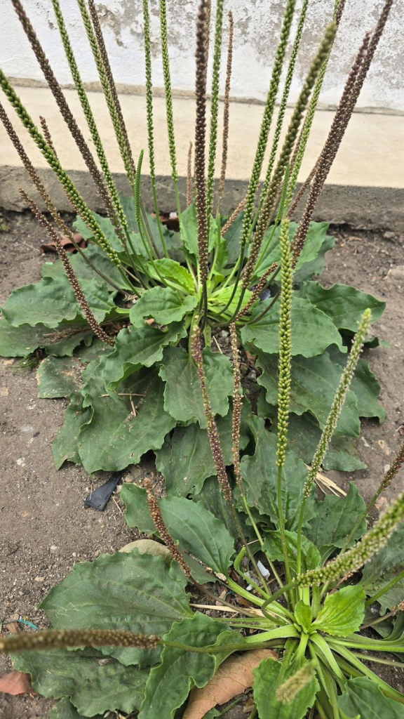 descubre todos los beneficios que tiene esta planta para tu salud