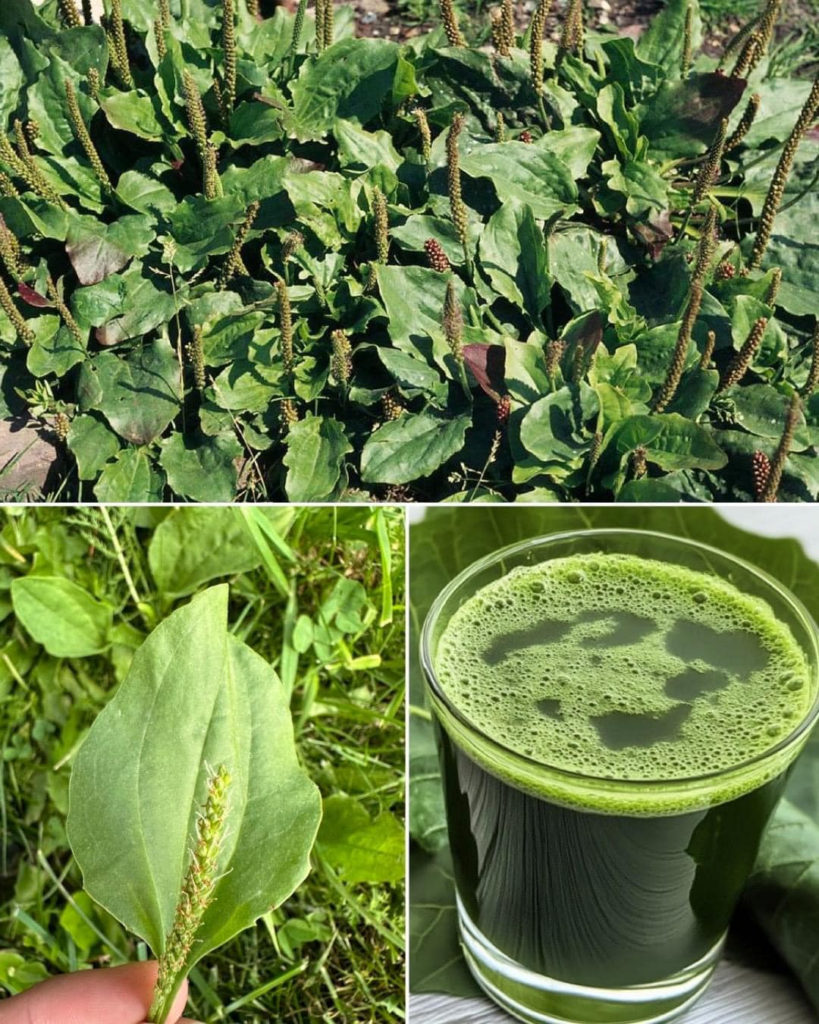 Esta planta ayuda a relajar los músculos y aliviar espasmos y calambres tambien sirve