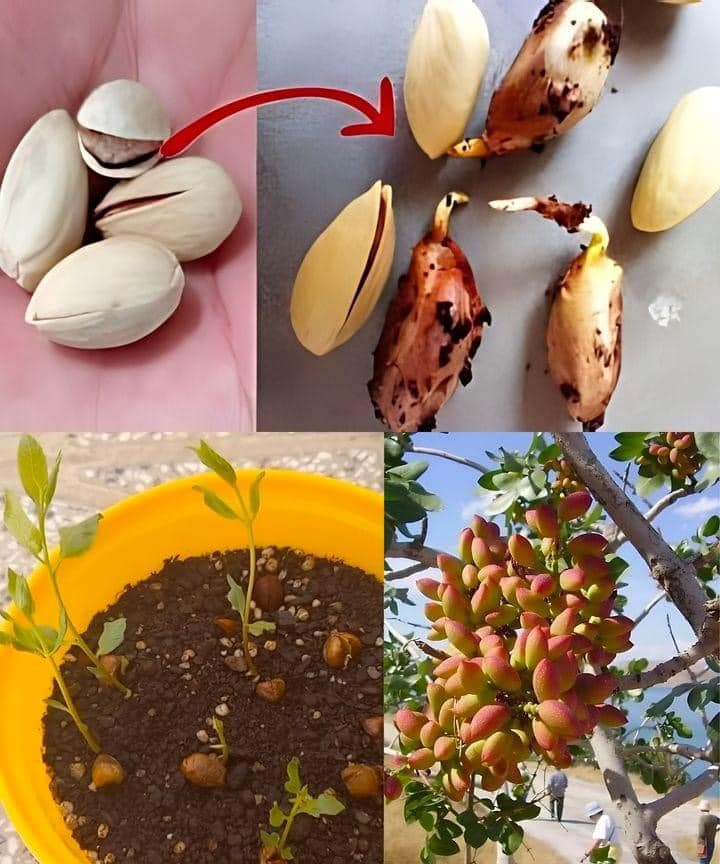 Germinar pistachos del supermercado es posible. Te contamos cómo conseguir un pistacho en casa.