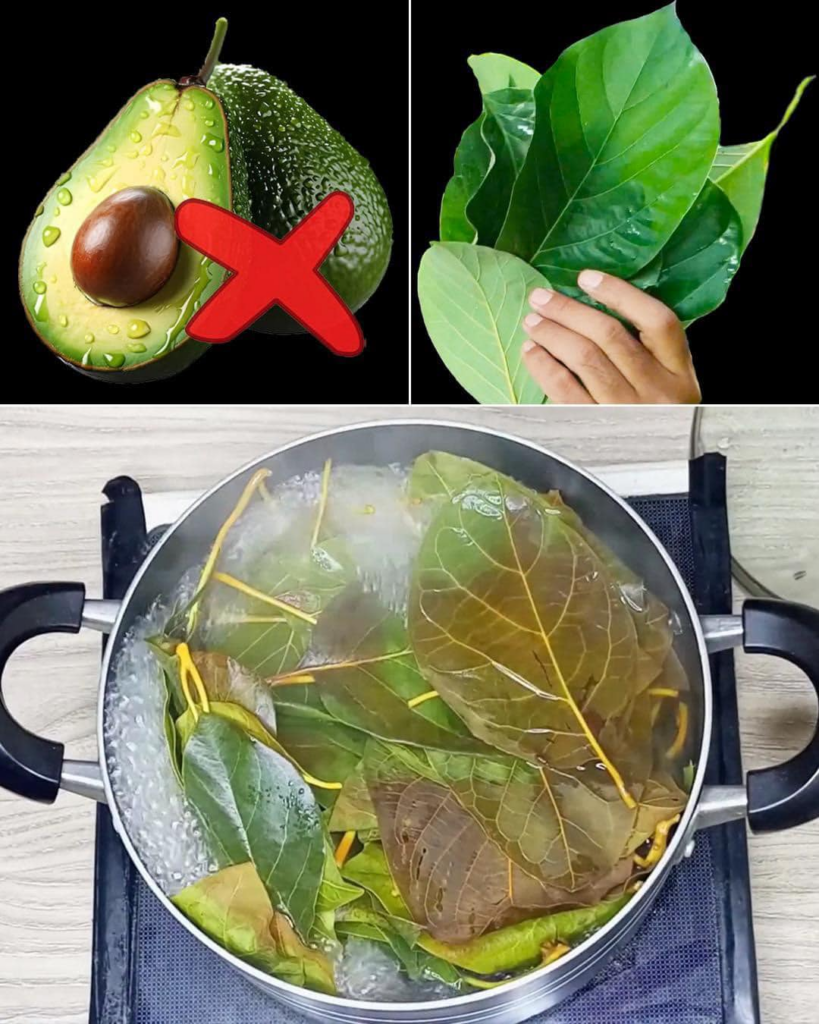 30 increíbles beneficios de las hojas de aguacate para tu salud