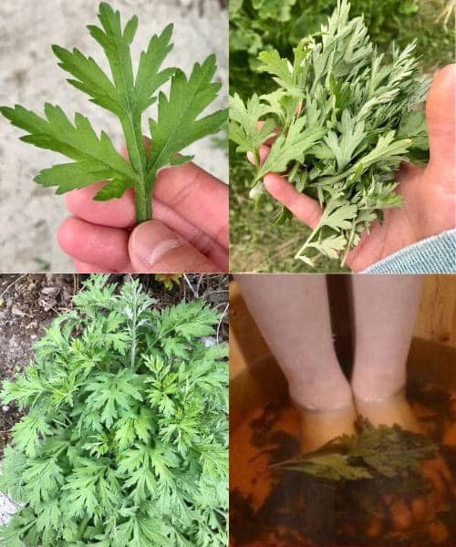 Artemisia vulgaris: la hierba olvidada con potentes beneficios medicinales