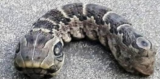 El increíble hallazgo en un jardín: una criatura que parecía una serpiente asombra a todos