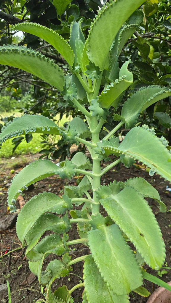 BENEFICIOS del KALANCHOE Propiedades, Para qué sirve descubrelo ahora