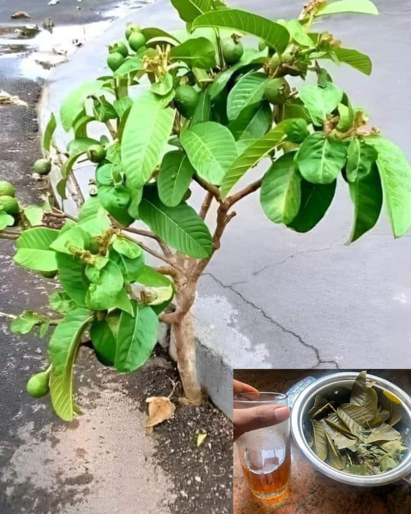 descubre el poder oculto de la infusion hojas de guayaba