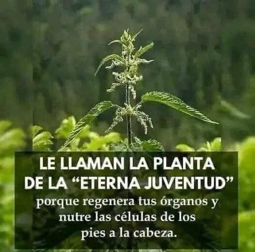 por algo le llaman a esta planta la planta de la juventud