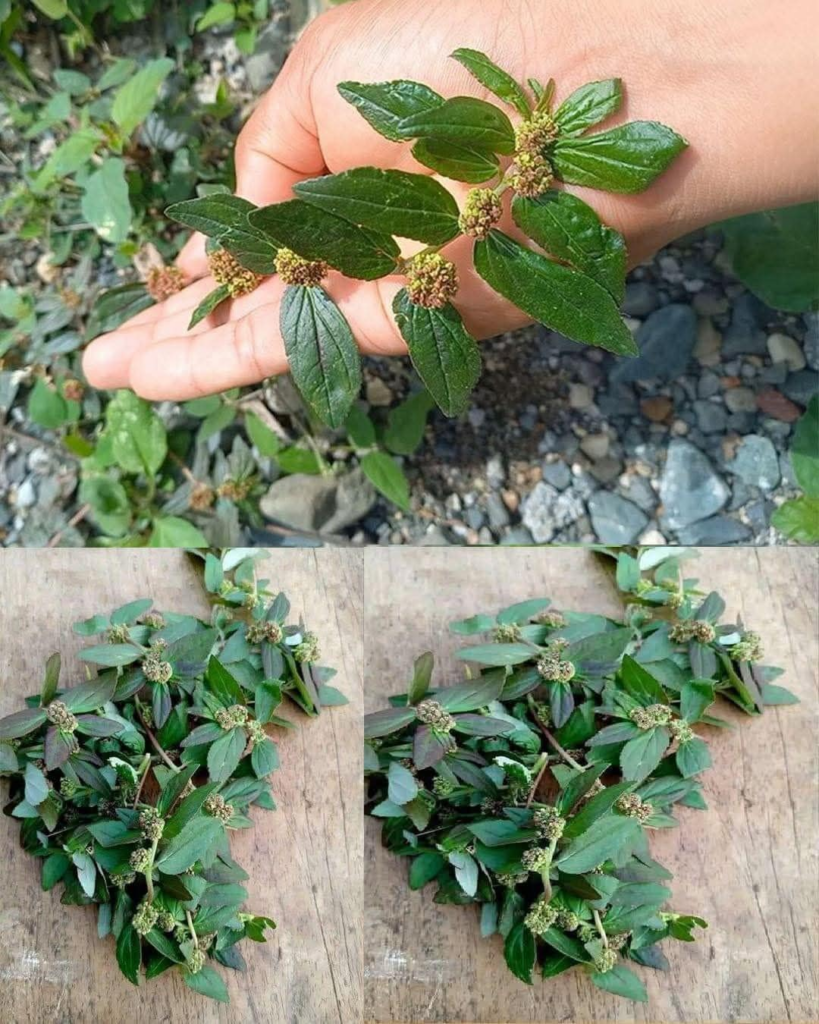 La Euphorbia hirta, también conocida como planta del asma