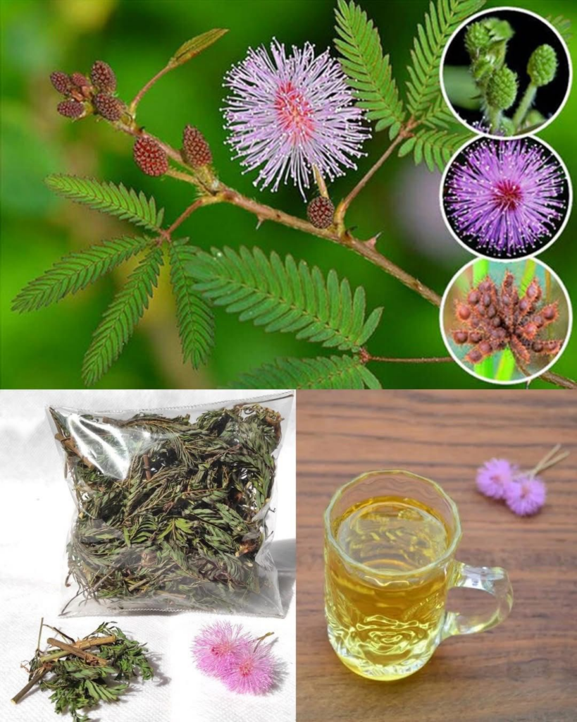 Los beneficios digestivos de la Mimosa Pudica: un limpiador intestinal natural