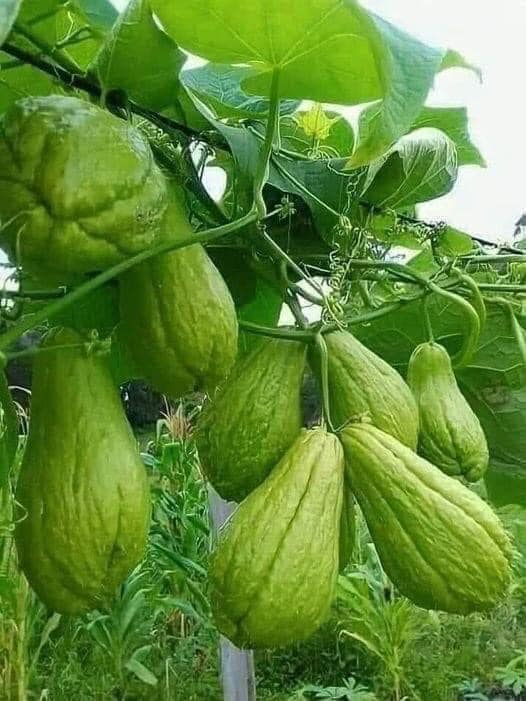 jugo de chayote para bajar el colesterol limpiar tus rinones