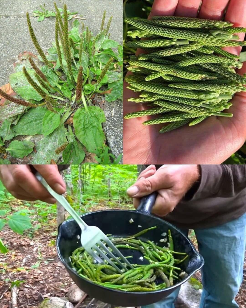 Esta modesta planta tiene increíbles beneficios que debes aprovechar