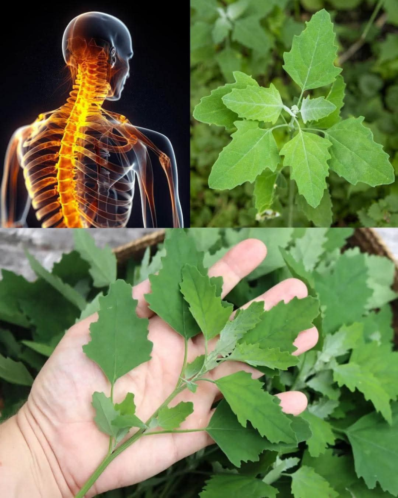 esta planta sin pretenciones si la tienes tienes un tesoro