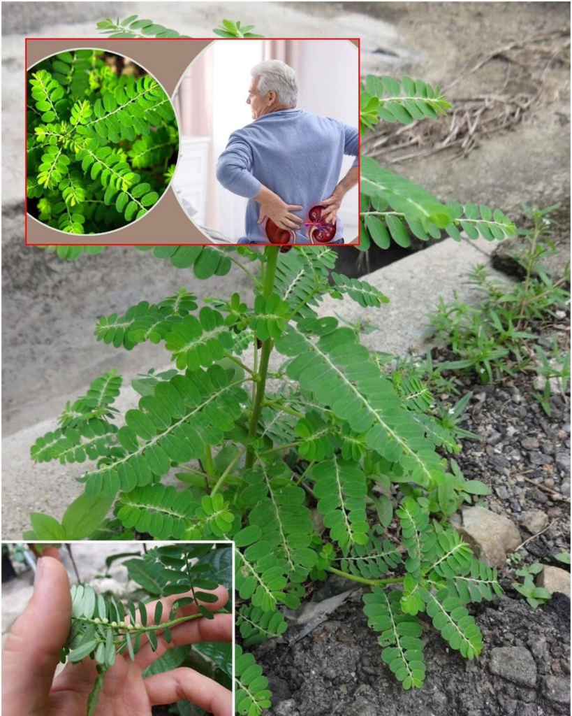 historicamente es una planta medicinal de mucha tradicion