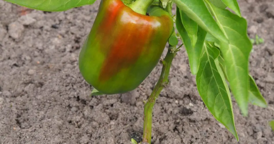 Cómo cultivar adecuadamente pimientos en macetas.