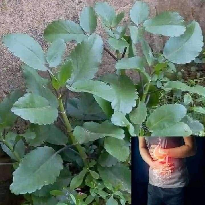 descubre esta joya esta planta le llaman hojas de aire